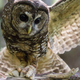A spotted owl catches a mouse.